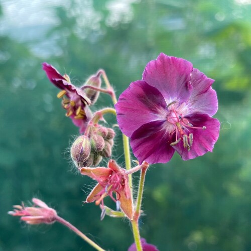 Geranium phaeum 'Springtime'