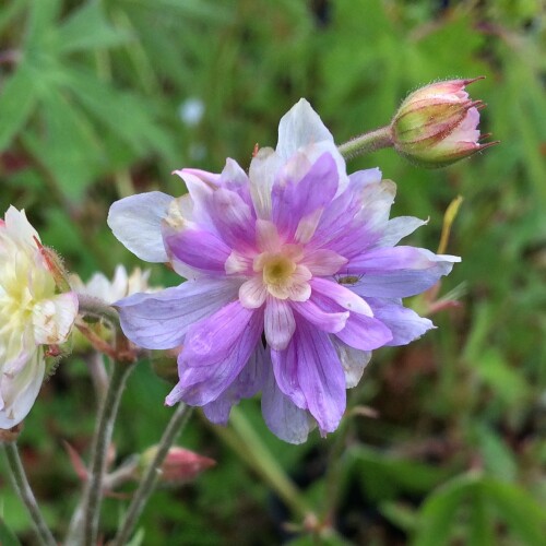 Geranium pratense 'Summer Skies'