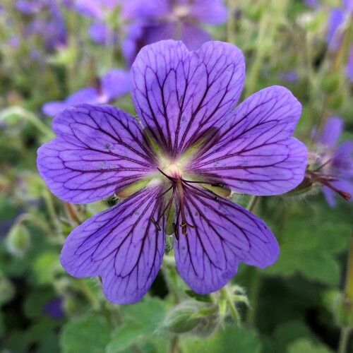 Geranium hybrid 'Terre Franche'