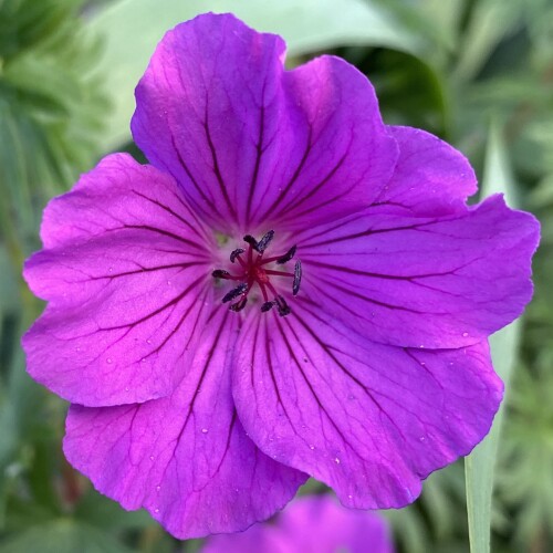 Geranium hybrid 'Tiny Monster'