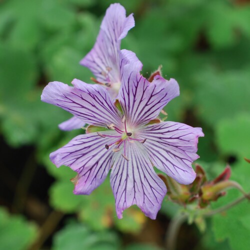 Geranium renardii 'Tcshelda'