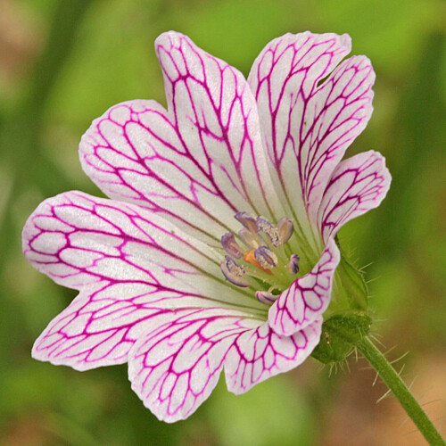 Geranium versicolor