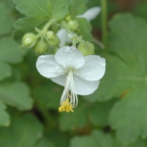 Geranium macrorrhizum 'White Ness'