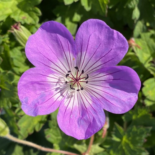 Geranium hybrid 'Bloom Time'