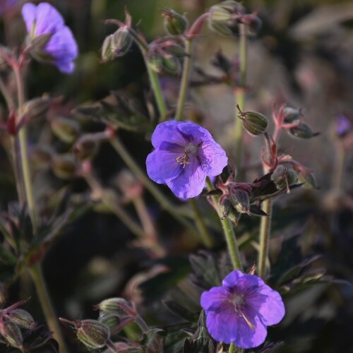 Geranium hybrid 'Boom Chocolatta'