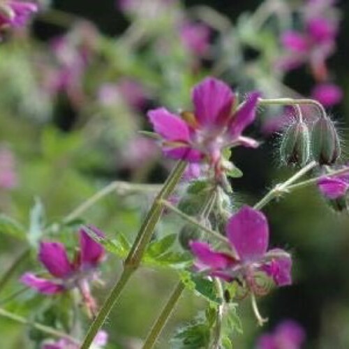 Geranium phaeum 'Breckland Fever'