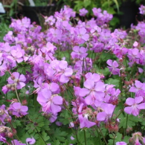 Geranium x cantabrigiense 'Cambridge'