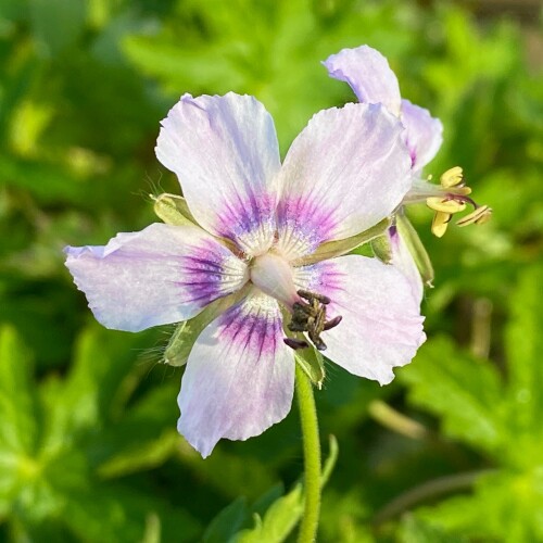 Geranium phaeum 'Wendy's Blush'