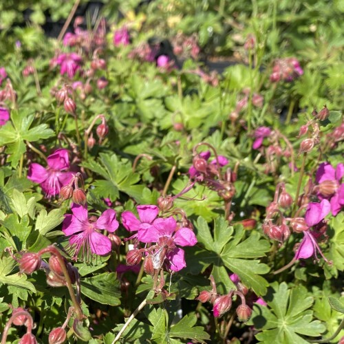 Geranium x cantabrigiense 'Crystal Rose'