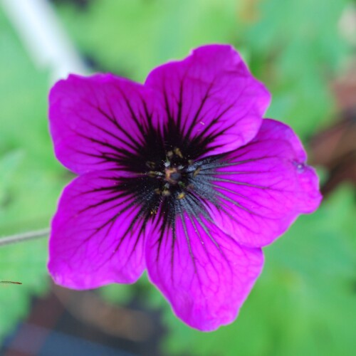 Geranium hybrid 'Dragon Heart'