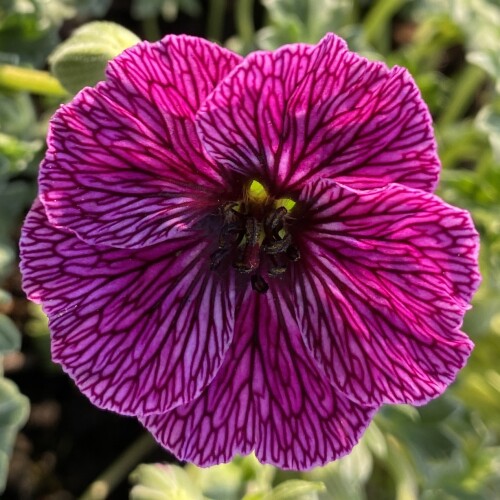 Geranium cinereum 'Jolly Jewel Lilac'