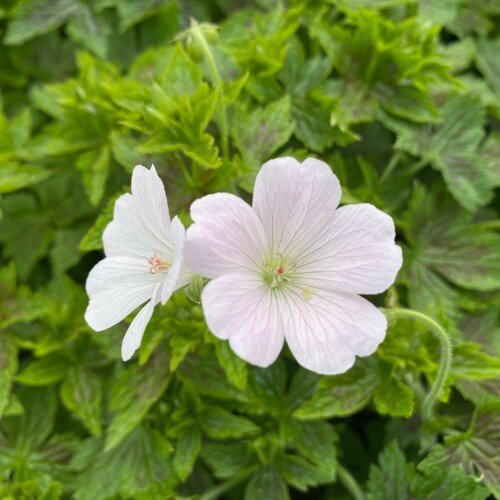 Geranium x oxonianum 'Maurice Moka'