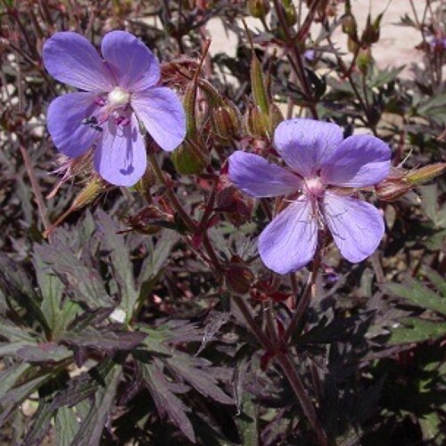 Geranium hybrid 'Hocus Pocus'