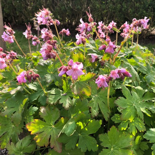 Geranium macrorrhizum 'Ingwersen's Variety'