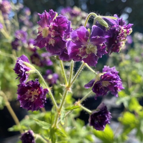 Geranium phaeum 'Joseph Green'