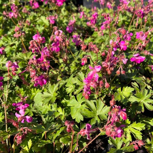 Geranium x cantabrigiense 'Intense'