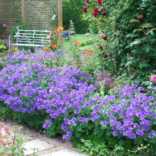 Geranium x magnificum