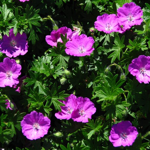 Geranium sanguineum 'Max Frei'