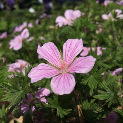 Geranium sanguineum 'Pink Pouffe'