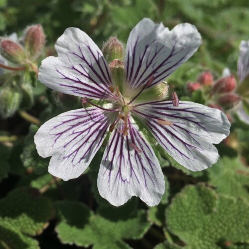 Geranium renardii