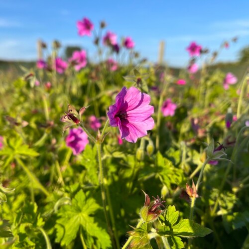 Geranium hybrid 'Elworthy Eyecatcher'