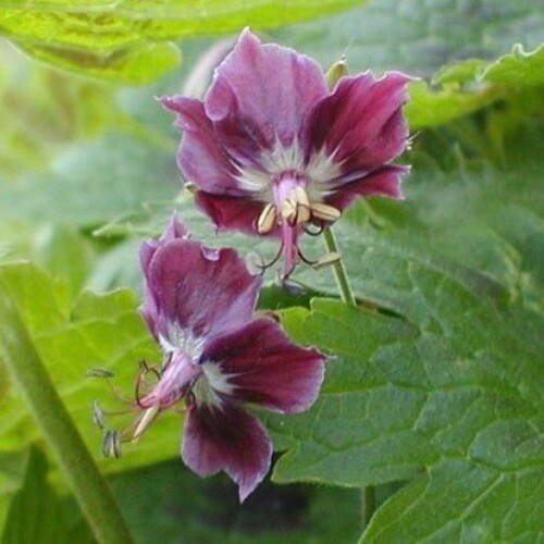 Geranium phaeum 'Samobor'