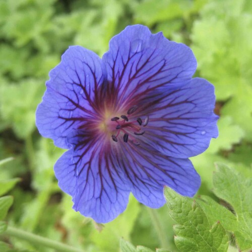 Geranium x magnificum 'Alan Mayes'