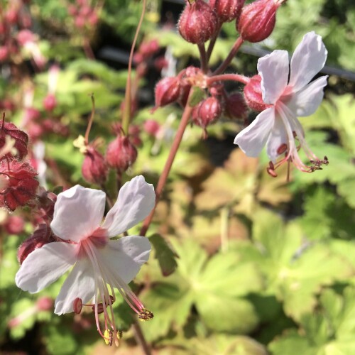 Geranium macrorrhizum 'Album'