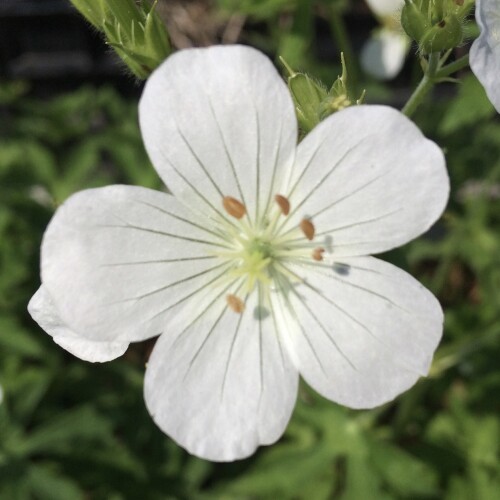 Geranium maculatum 'Album'