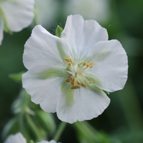 Geranium phaeum 'Album'