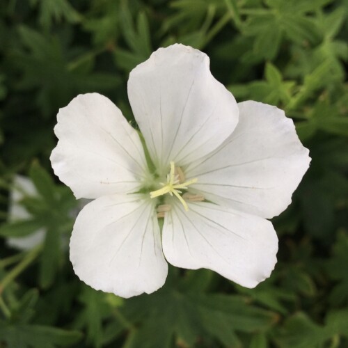 Geranium sanguineum 'Album'