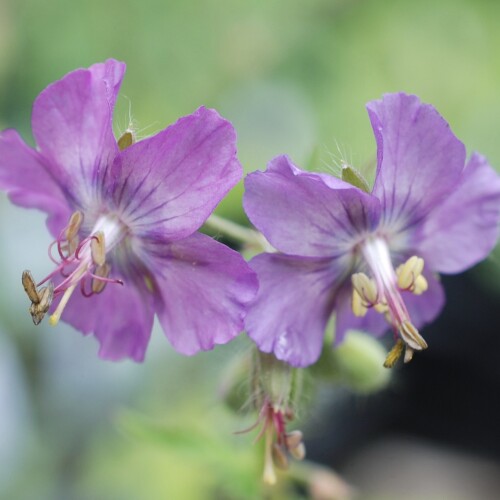 Geranium phaeum 'Alec's Pink'