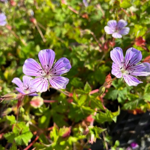 Geranium hybrid 'All Summer Joy'