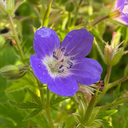 Geranium sylvaticum 'Amy Doncaster'