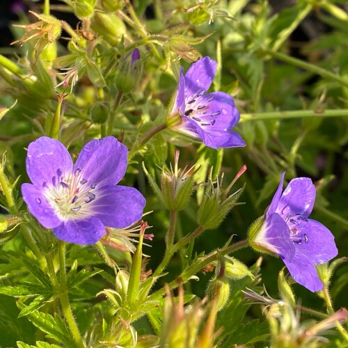 Amy Doncaster Cranesbill