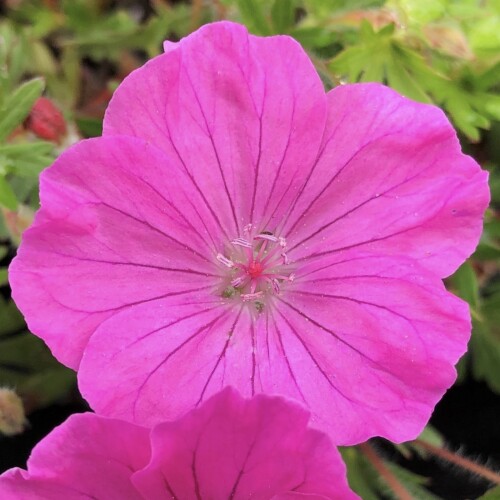 Geranium sanguineum 'Ankum's Pride'