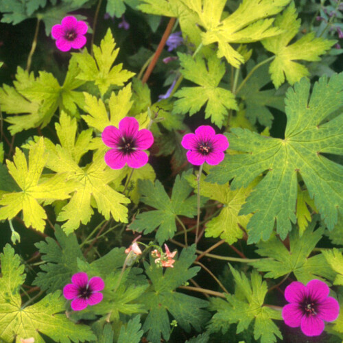 Geranium hybrid 'Ann Folkard'