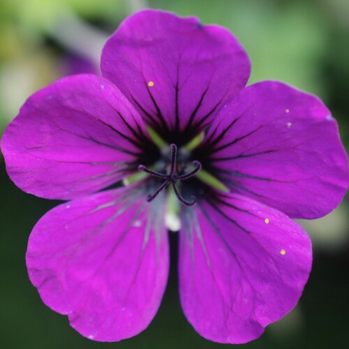 Geranium hybrid 'Anne Thomson'