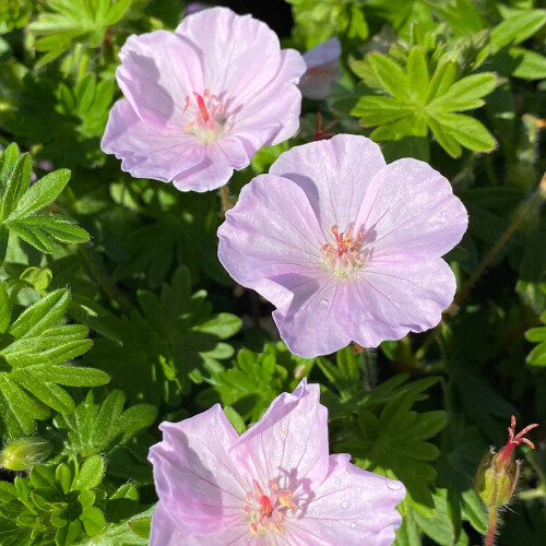 Geranium sanguineum 'Apfelblute'