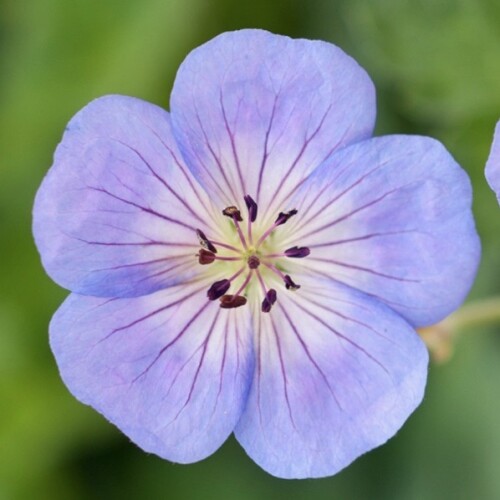 Geranium hybrid 'Azure Rush'