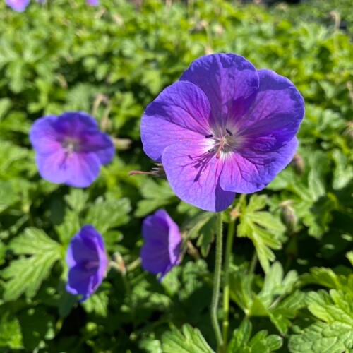 Geranium himalayense 'Gravetye'