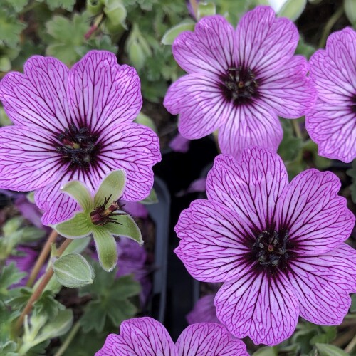 Cranesbill | Plants