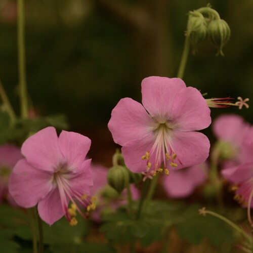 x cantabrigiense 'Berggarten'