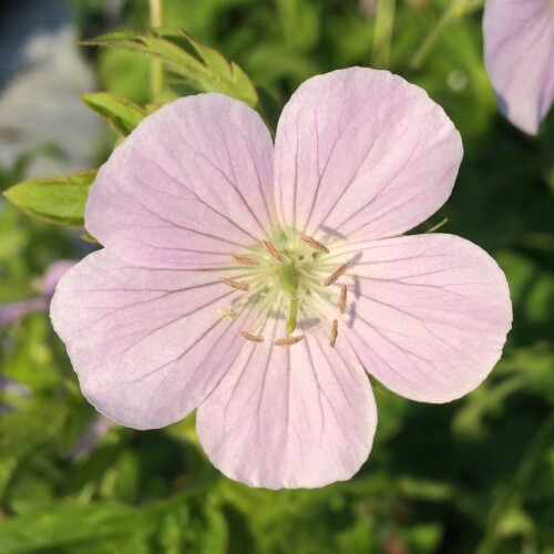 Geranium maculatum 'Beth Chatto'