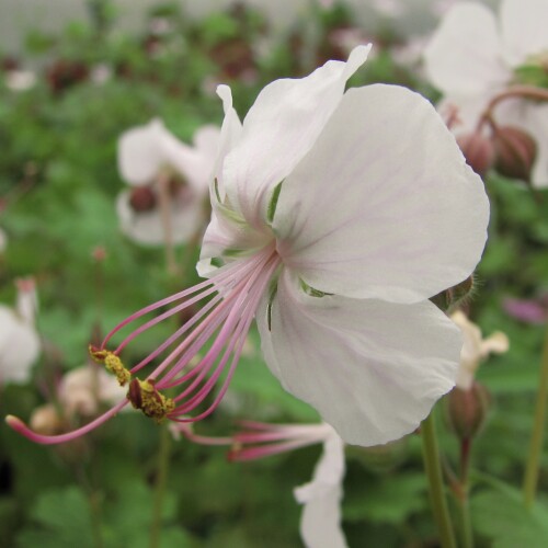 Geranium x cantabrigiense 'Biokovo'