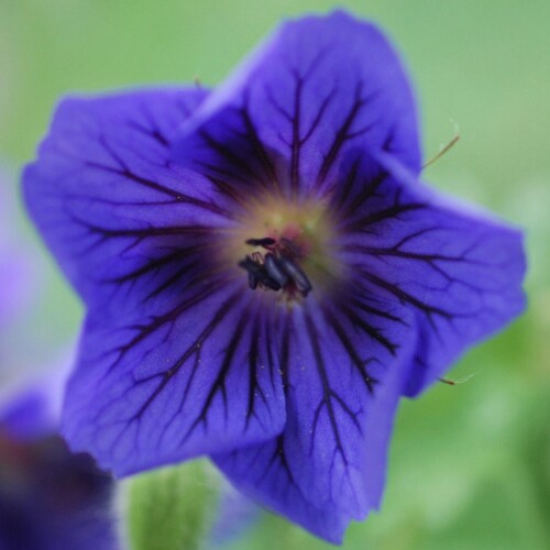 Geranium x magnificum 'Blue Blood'