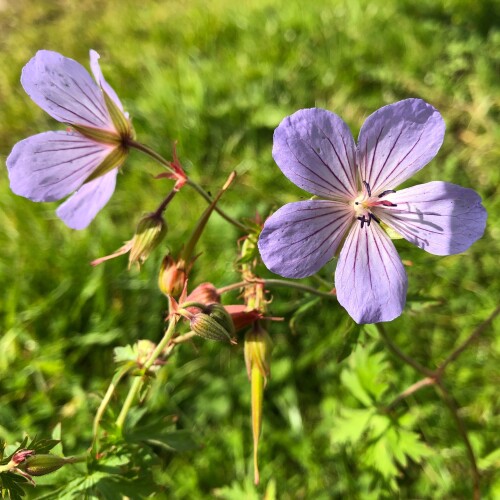 Blue Cloud Cranesbill