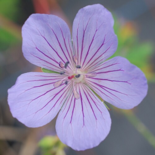 Geranium hybrid 'Blue Cloud'