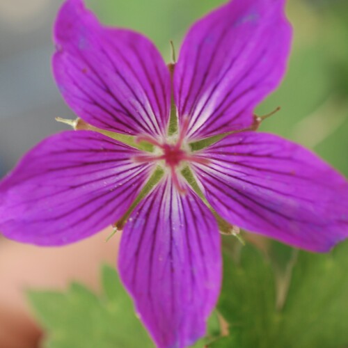 Geranium wlassovianum 'Lakwijk Star'