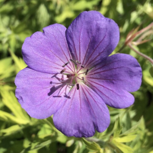 Geranium hybrid 'Blue Sunrise'